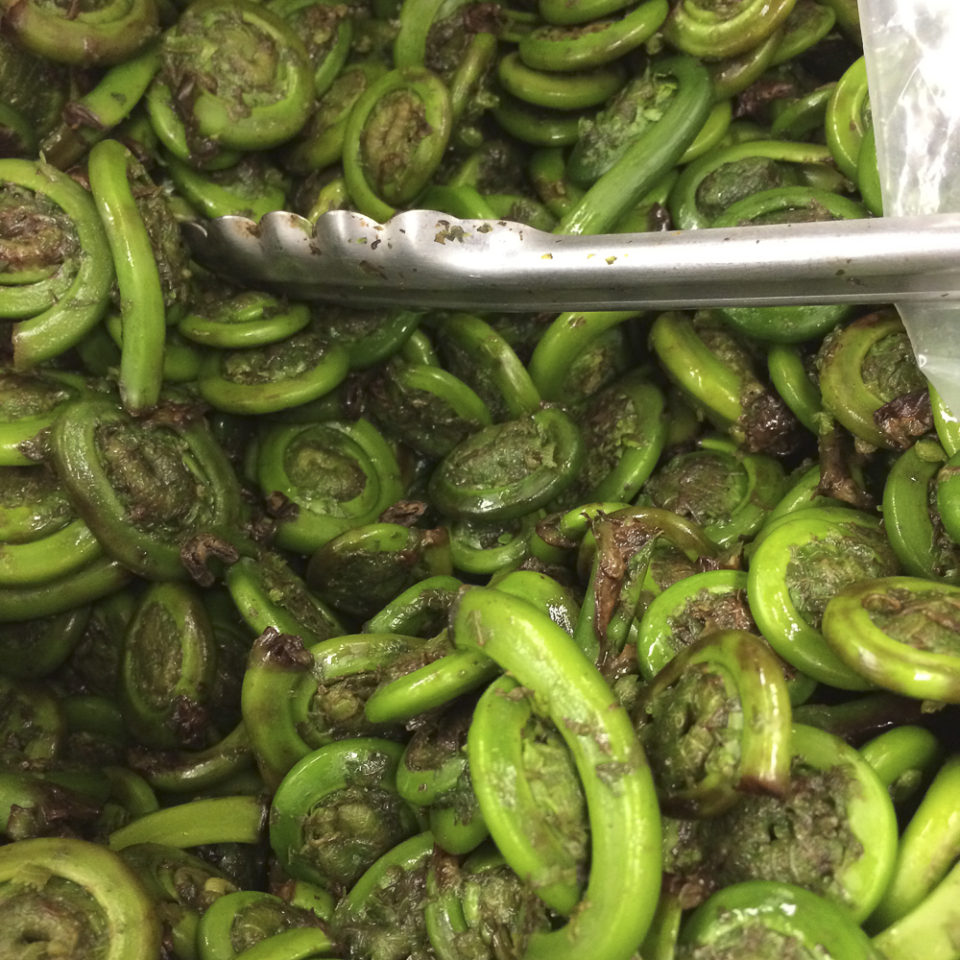 Fiddleheads for sale